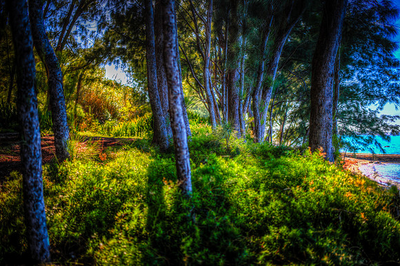 Woods